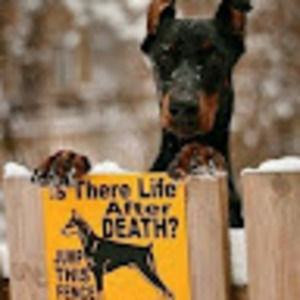 Meet your Posher, Connie